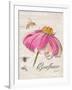 Sketchbook Coneflower-Chad Barrett-Framed Art Print