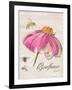 Sketchbook Coneflower-Chad Barrett-Framed Art Print