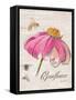 Sketchbook Coneflower-Chad Barrett-Framed Stretched Canvas