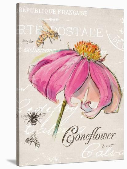 Sketchbook Coneflower-Chad Barrett-Stretched Canvas