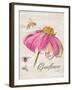 Sketchbook Coneflower-Chad Barrett-Framed Art Print