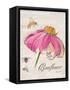 Sketchbook Coneflower-Chad Barrett-Framed Stretched Canvas