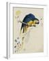 Sketchbook Macaw I-Edward Lear-Framed Giclee Print