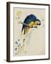 Sketchbook Macaw I-Edward Lear-Framed Giclee Print