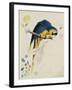 Sketchbook Macaw I-Edward Lear-Framed Giclee Print