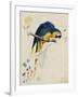 Sketchbook Macaw I-Edward Lear-Framed Giclee Print