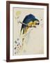 Sketchbook Macaw I-Edward Lear-Framed Giclee Print