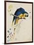 Sketchbook Macaw I-Edward Lear-Framed Giclee Print