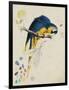 Sketchbook Macaw I-Edward Lear-Framed Giclee Print