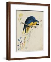 Sketchbook Macaw I-Edward Lear-Framed Giclee Print