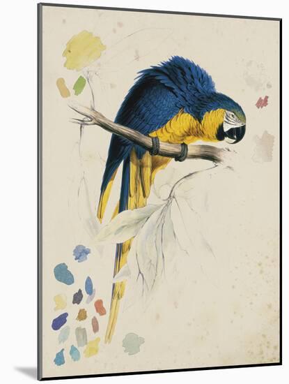 Sketchbook Macaw I-Edward Lear-Mounted Giclee Print