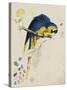 Sketchbook Macaw I-Edward Lear-Stretched Canvas