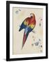 Sketchbook Macaw II-Edward Lear-Framed Giclee Print