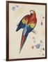 Sketchbook Macaw II-Edward Lear-Framed Giclee Print