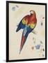 Sketchbook Macaw II-Edward Lear-Framed Giclee Print