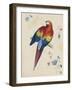 Sketchbook Macaw II-Edward Lear-Framed Giclee Print