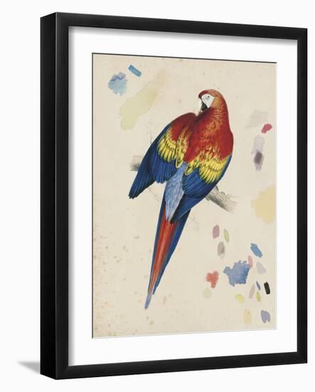 Sketchbook Macaw II-Edward Lear-Framed Giclee Print