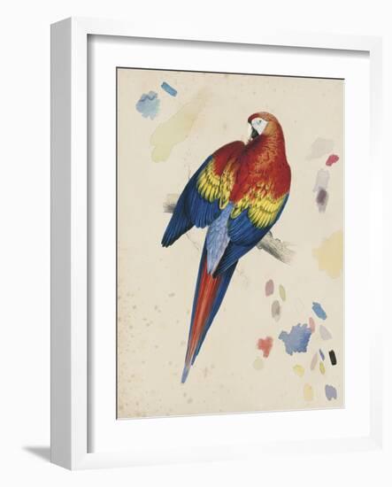 Sketchbook Macaw II-Edward Lear-Framed Giclee Print