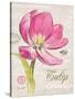 Sketchbook Tulip-Chad Barrett-Stretched Canvas