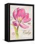 Sketchbook Tulip-Chad Barrett-Framed Stretched Canvas