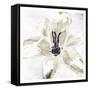 Sketched Cream Flower-OnRei-Framed Stretched Canvas