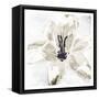 Sketched Cream Flower-OnRei-Framed Stretched Canvas