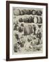 Sketches at the Apple Congress at Chiswick-Alfred Courbould-Framed Giclee Print