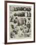 Sketches at the Apple Congress at Chiswick-Alfred Courbould-Framed Giclee Print