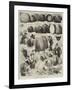 Sketches at the Apple Congress at Chiswick-Alfred Courbould-Framed Giclee Print