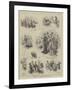 Sketches at the Goat Show at Alexandra Palace-John Jellicoe-Framed Giclee Print