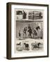 Sketches at the Islington Horse Show-John Charles Dollman-Framed Giclee Print