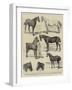 Sketches at the Islington Horse Show-Alfred Chantrey Corbould-Framed Giclee Print