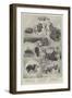 Sketches at the Kennel Club Show, Crystal Palace-null-Framed Giclee Print