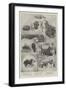 Sketches at the Kennel Club Show, Crystal Palace-null-Framed Giclee Print