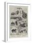 Sketches at the Kennel Club Show, Crystal Palace-null-Framed Giclee Print