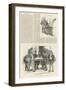 Sketches at the London Coal Exchange-William Douglas Almond-Framed Giclee Print