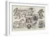 Sketches at the Royal Agricultural Society's Meeting at Norwich-Samuel John Carter-Framed Giclee Print
