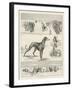 Sketches at the Waterloo Cup Meeting-null-Framed Giclee Print