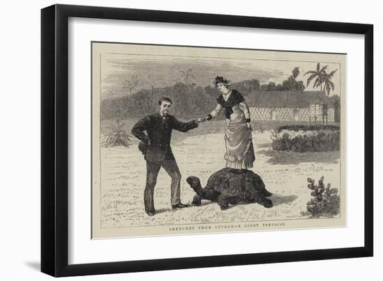 Sketches from Ceylon, a Giant Tortoise-null-Framed Giclee Print