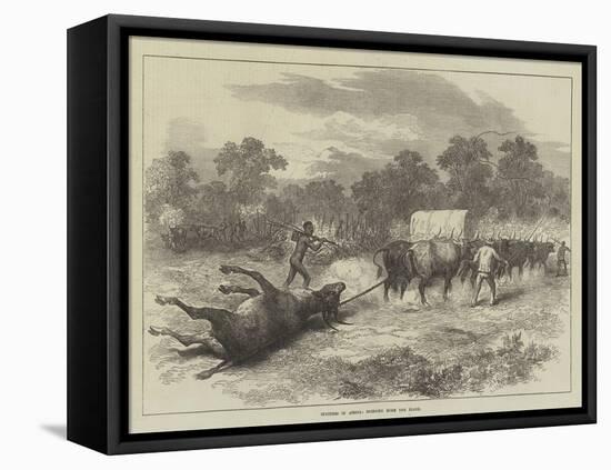 Sketches in Africa, Bringing Home the Eland-null-Framed Stretched Canvas