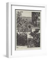 Sketches in Lower California, a Fruitful Land-Richard Caton Woodville II-Framed Giclee Print