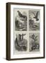 Sketches in the Natural History Museum, South Kensington-null-Framed Giclee Print