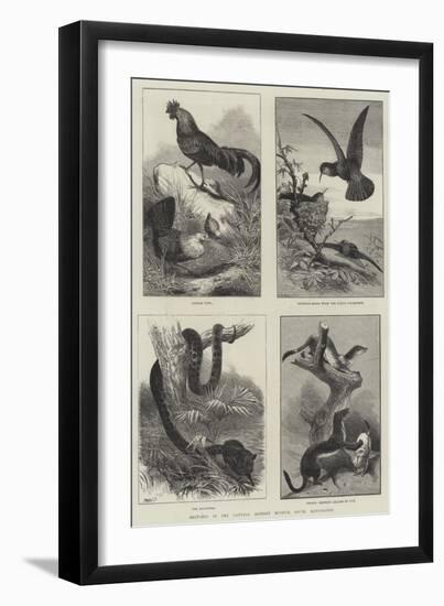 Sketches in the Natural History Museum, South Kensington-null-Framed Giclee Print