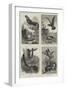 Sketches in the Natural History Museum, South Kensington-null-Framed Giclee Print