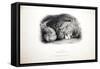 Sketches of Animals at the Zoological Gardens-Edward Lear-Framed Stretched Canvas