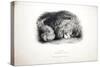 Sketches of Animals at the Zoological Gardens-Edward Lear-Stretched Canvas