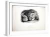 Sketches of Animals at the Zoological Gardens-Edward Lear-Framed Giclee Print