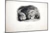 Sketches of Animals at the Zoological Gardens-Edward Lear-Mounted Giclee Print