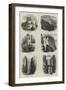 Sketches of Belfast-Samuel Read-Framed Giclee Print