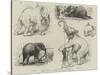 Sketches of Jumbo, the African Elephant, at the Zoological Gardens-null-Stretched Canvas